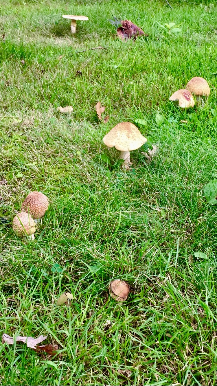 Mushroom