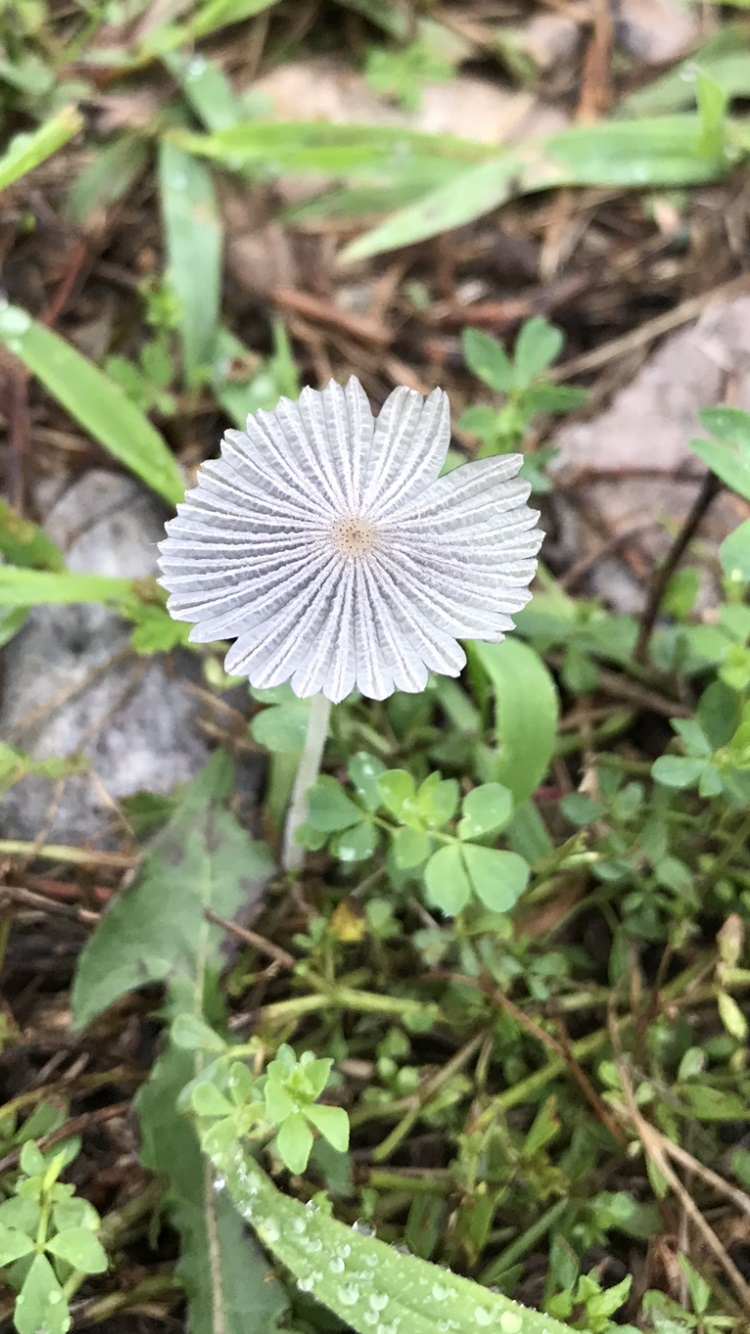 Delicate mushroom Mushroom